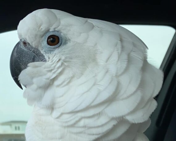 Umbrella Cockatoo Hybrids One Odd Bird 8466